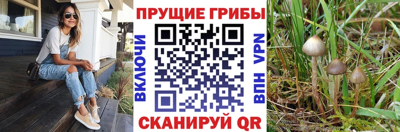 Галлюциногенные грибы Psilocybe  хочу   Валуйки 